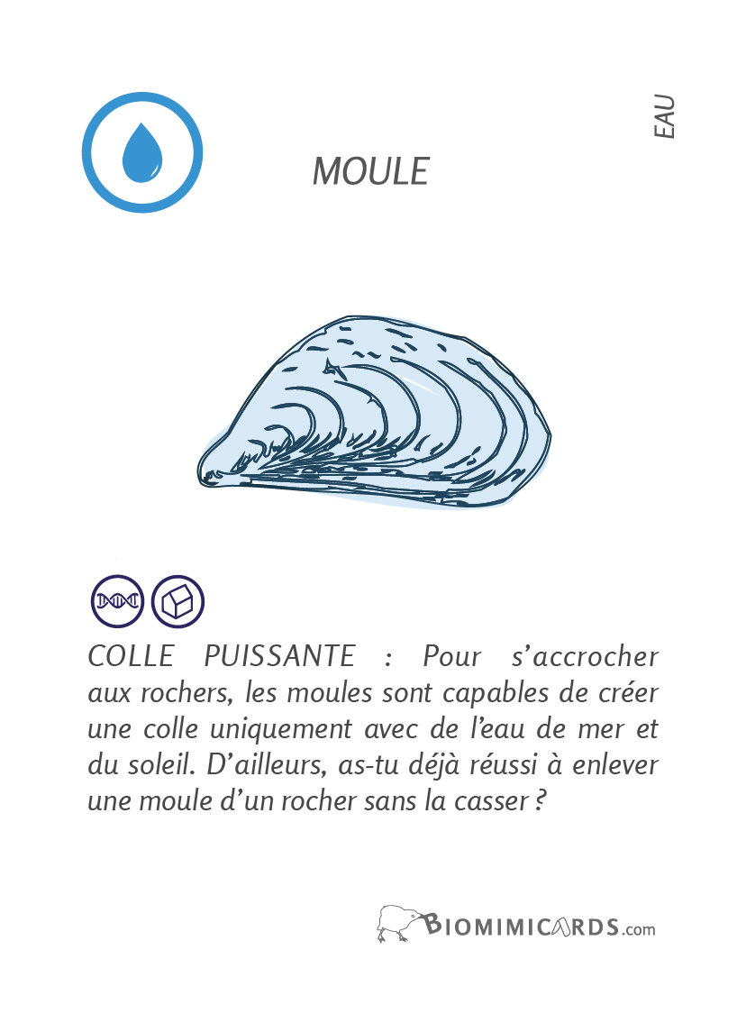 Biomimicards - Cartes du jeu