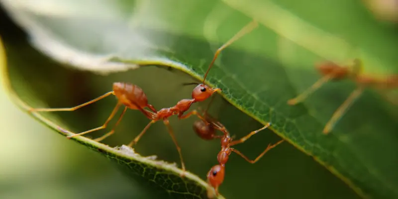 Biomimicry course